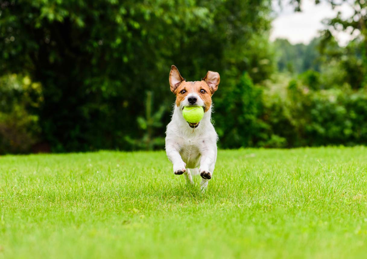 Jack Russell Terrier running with tennis ball in mouth Jack Russell Terrier running with tennis ball in mouth