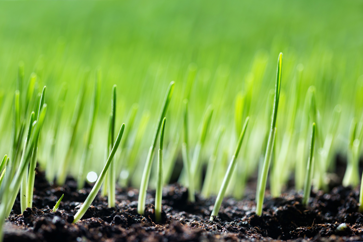 New grass seedlings sprouting from dark soil