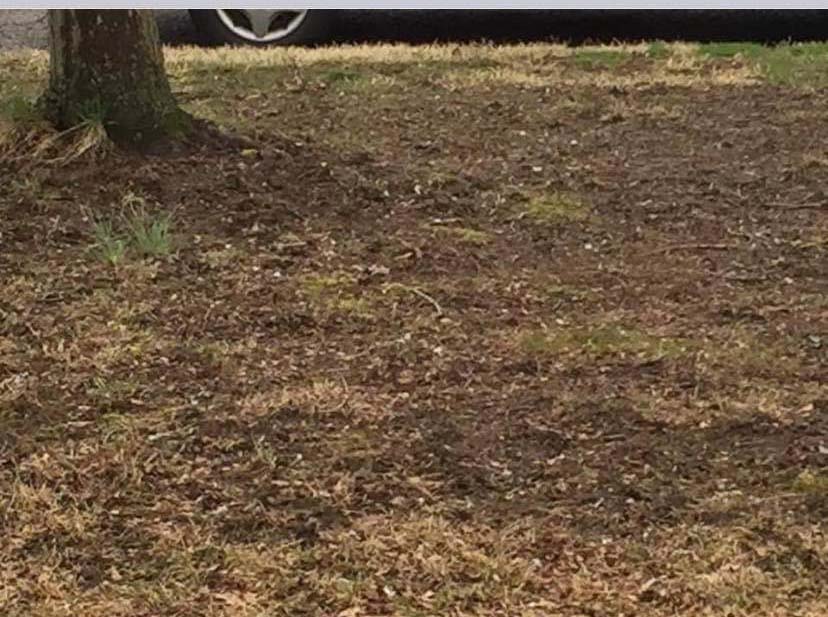 Bare patchy lawn before treatment