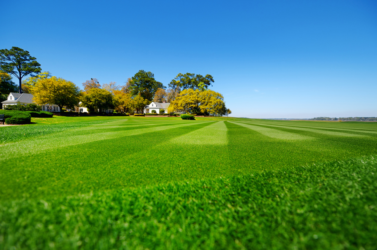 Striped golf-course quality lawn
